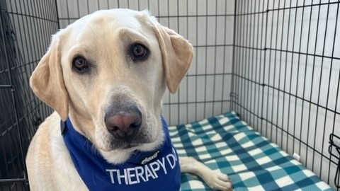 Introducing Lemmie the Therapy Dog