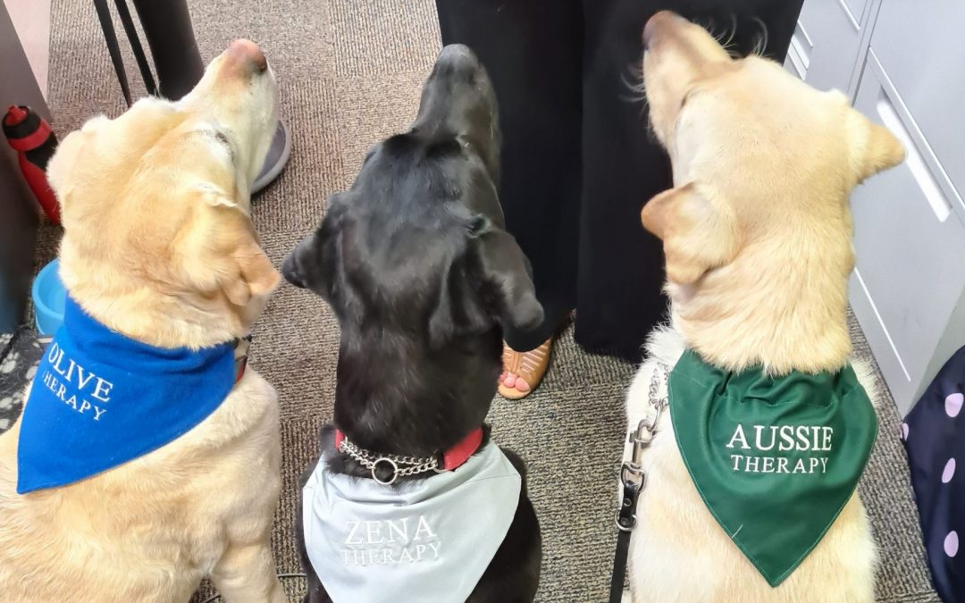 Meet Our Therapy Dogs Olive, Zena and Aussie